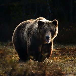 Meet your Posher, Josh